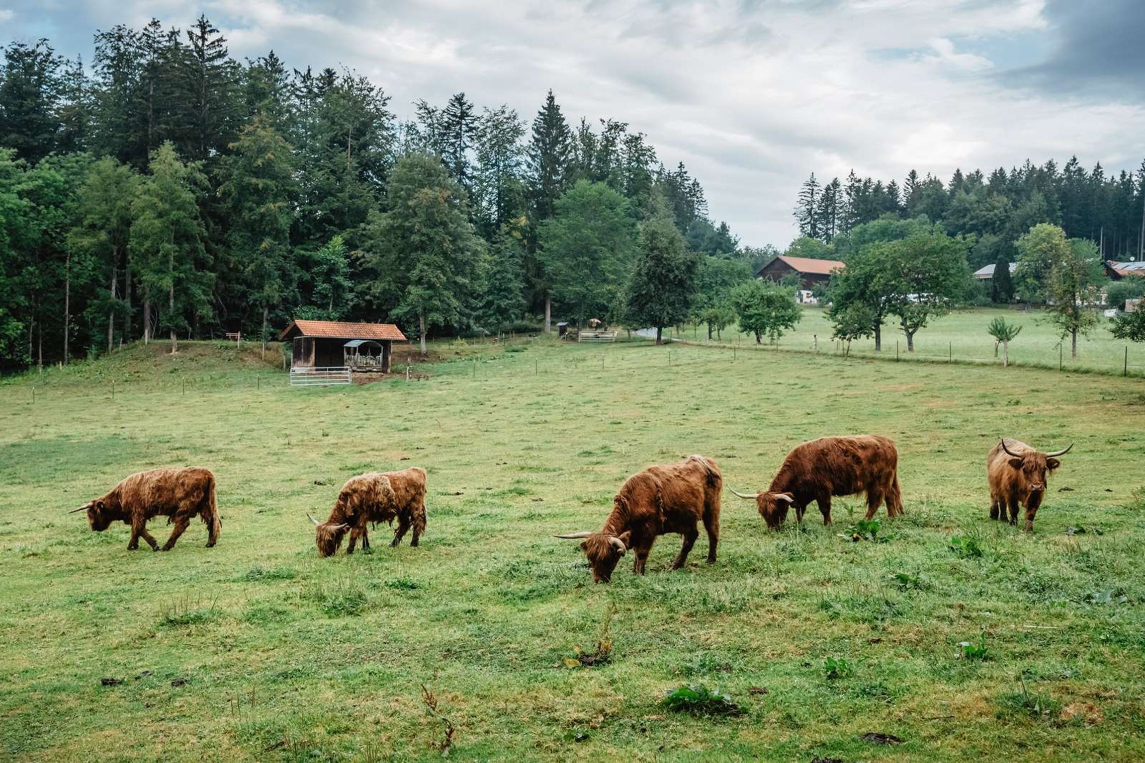 Un paisaje rural con un campo cubierto de hierba, una pequeña construcción de madera y un bosque al fondo.