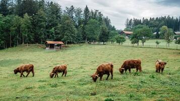 Un paisaje rural con un campo cubierto de hierba, una pequeña construcción de madera y un bosque al fondo.