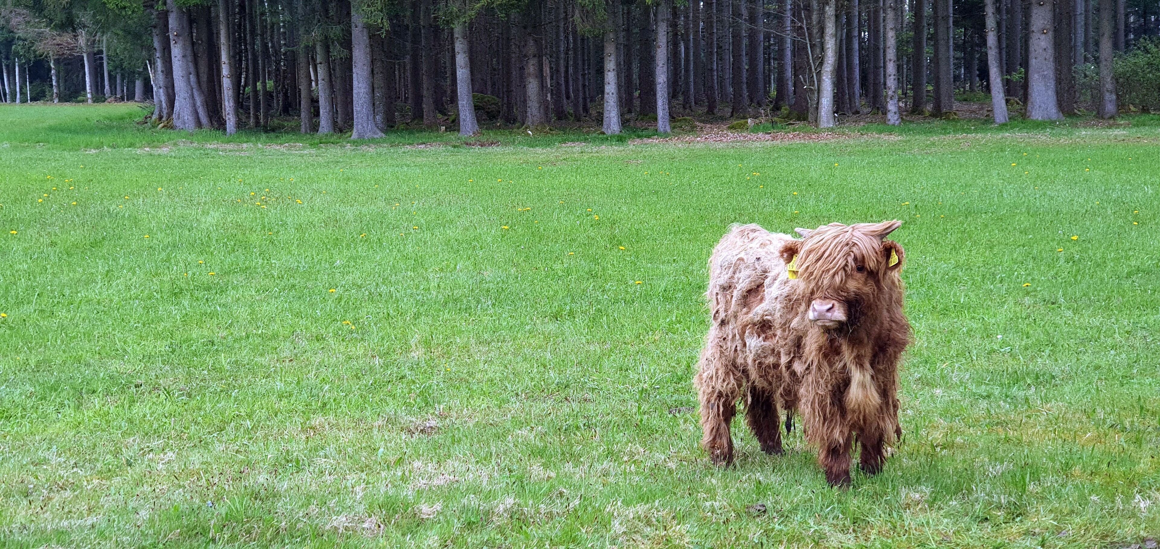 Een veld met twee koeien die in het midden staan.
