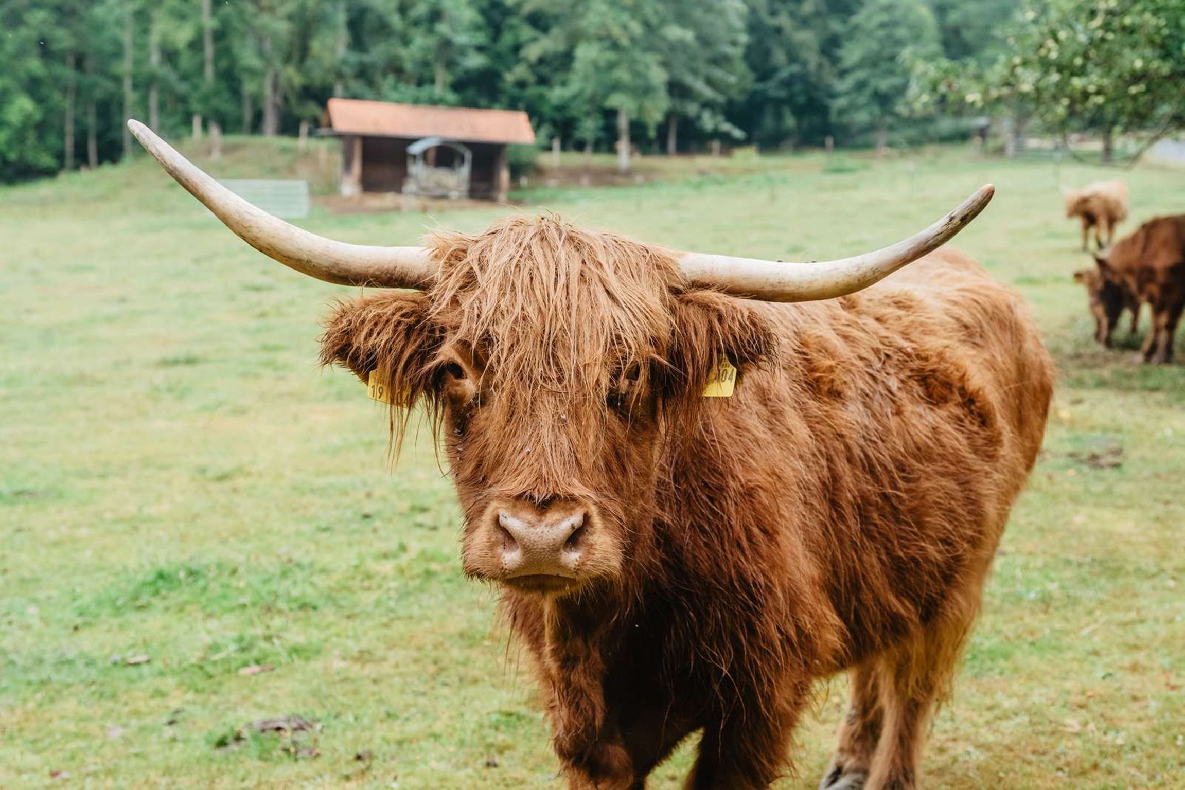 Un yak aux grandes cornes recourbées se trouve dans un champ herbeux, avec une structure en bois en arrière-plan.