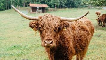 Un yak aux grandes cornes recourbées se trouve dans un champ herbeux, avec une structure en bois en arrière-plan.