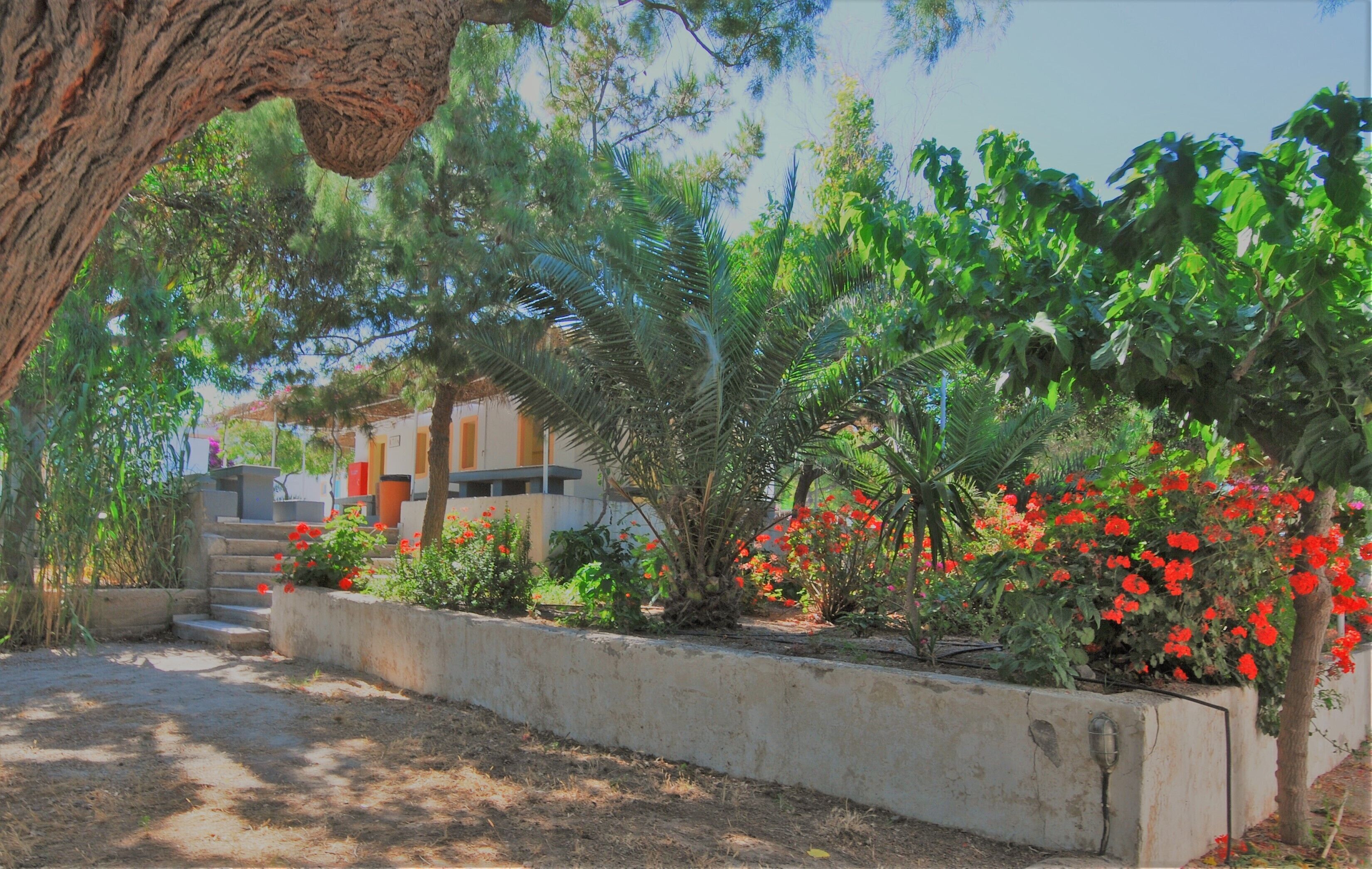 Photo - Santorini Camping & Hostel