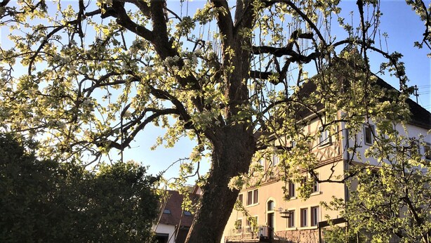 A tree with white blossoms in front of a building with multiple windows and balconies. - Beim Schloß Michel (Lauda)