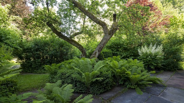 A garden with a stone pathway, lush greenery, and a large tree. - Ferienwohnungen Mittermurnthal (Neunburg vorm Wald)