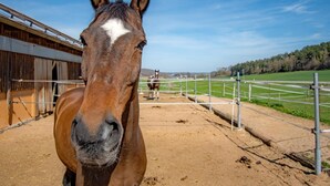 A horse in a stable with a dirt floor and metal fencing. - Pferdefreunde Loberhof (Weihenzell)