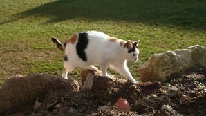 A cat walking on a grassy lawn with a building in the background. - Pferdefreunde Loberhof (Weihenzell)