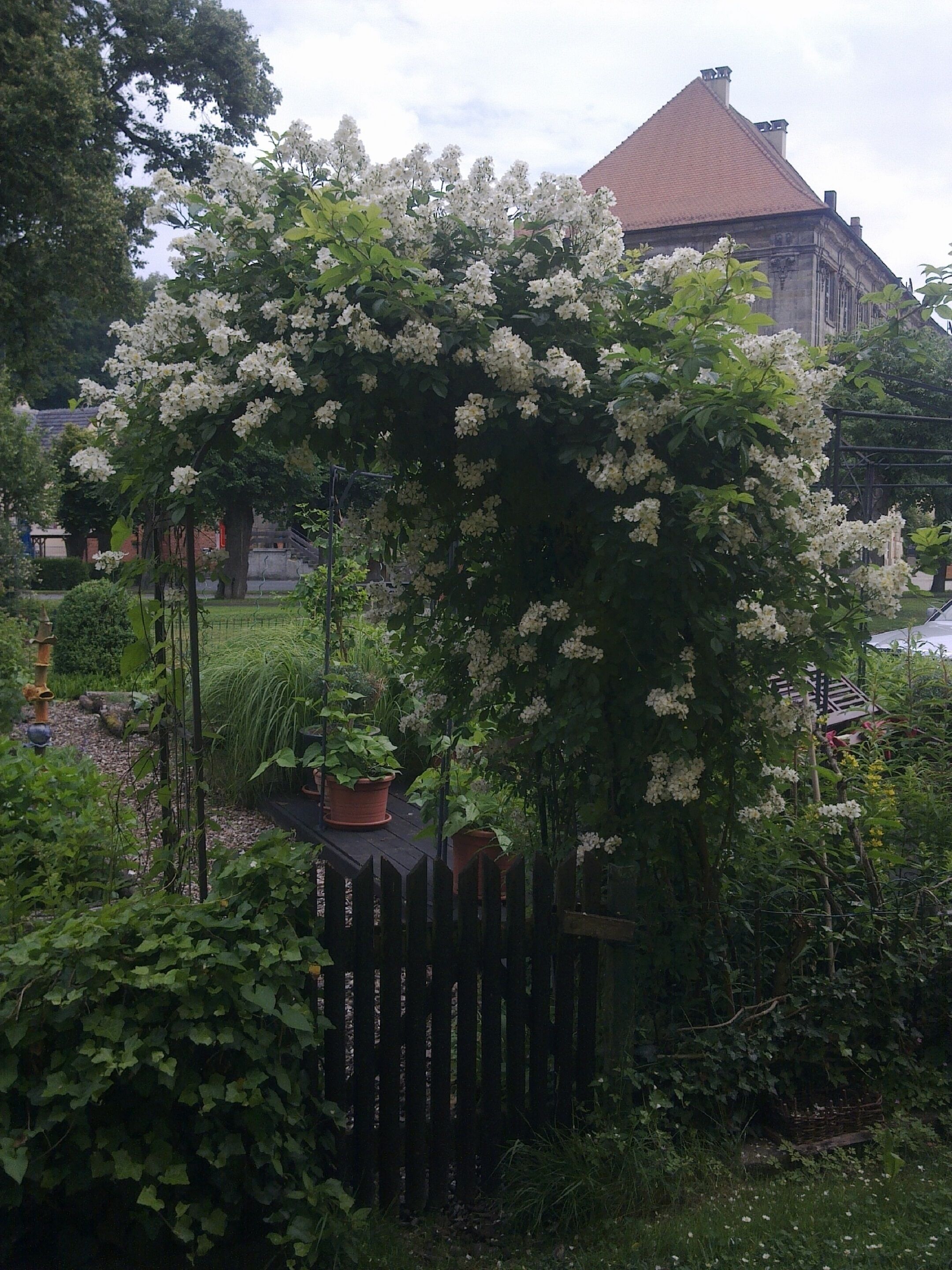 A garden with white flowering trees, a wooden fence, and potted plants.
