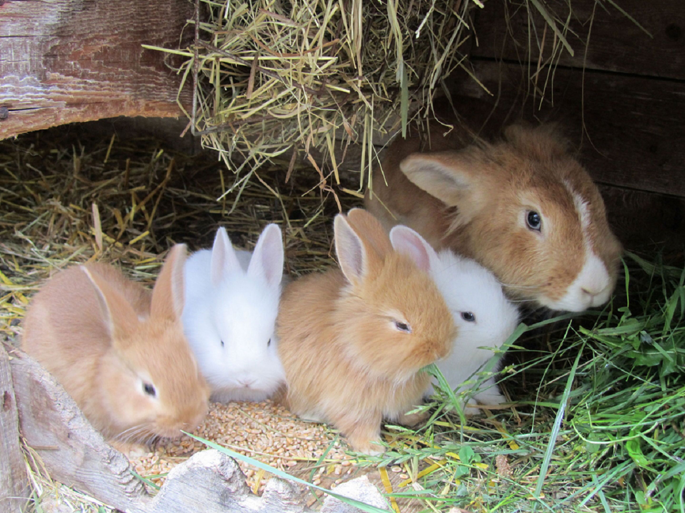Trois lapins dans un enclos en bois, avec du foin et des céréales.