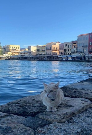 Un chat est assis sur une surface rocheuse, au bord de l’eau, avec des bâtiments en arrière-plan.