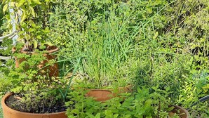 Drie terracotta potten met groene planten op een betonnen oppervlak.