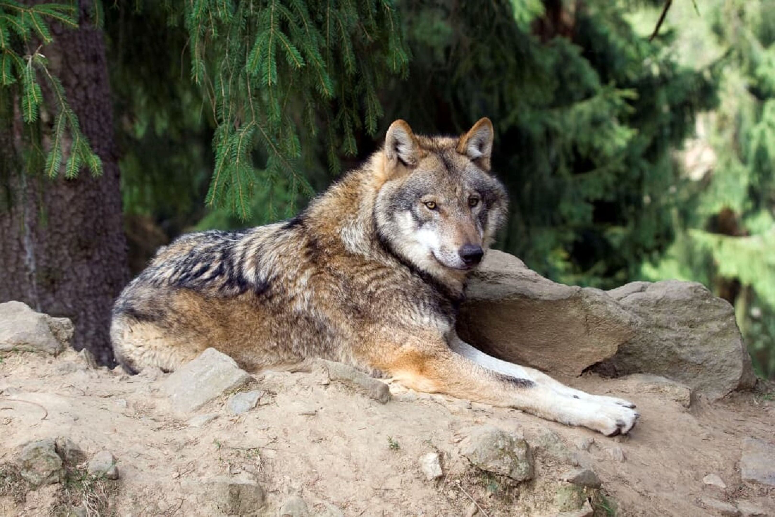 Un lobo descansando sobre una superficie rocosa con árboles al fondo.