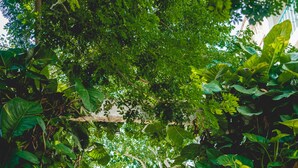 A woman standing under a lush green archway with a patterned mat at her feet. -  Straw Hat Tulum (Tulum)