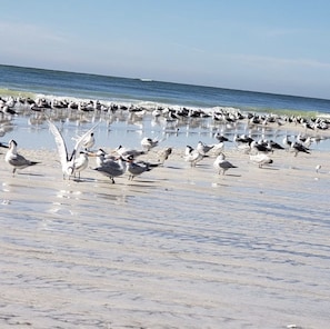 Plage à proximité, chaises longues, serviettes de plage