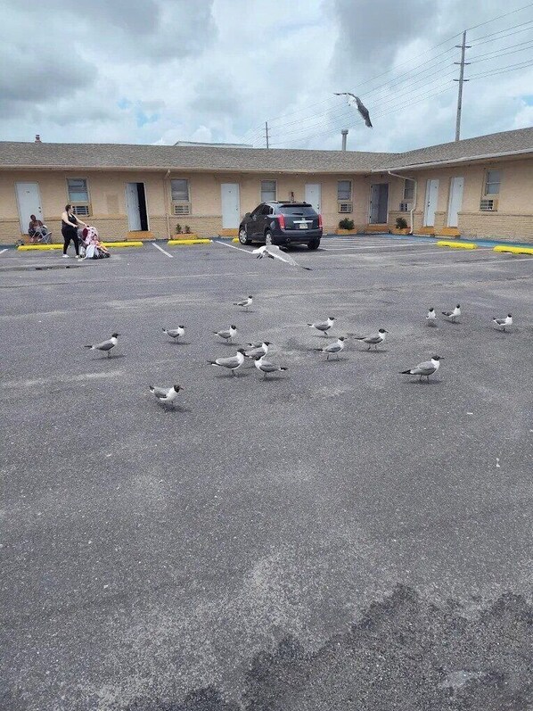 A motel with a parking lot and a row of rooms. - OYO Economy Inn (Pleasantville)