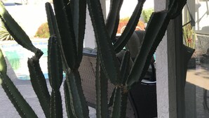 A cactus plant in a pot with a white wall and a window in the background.