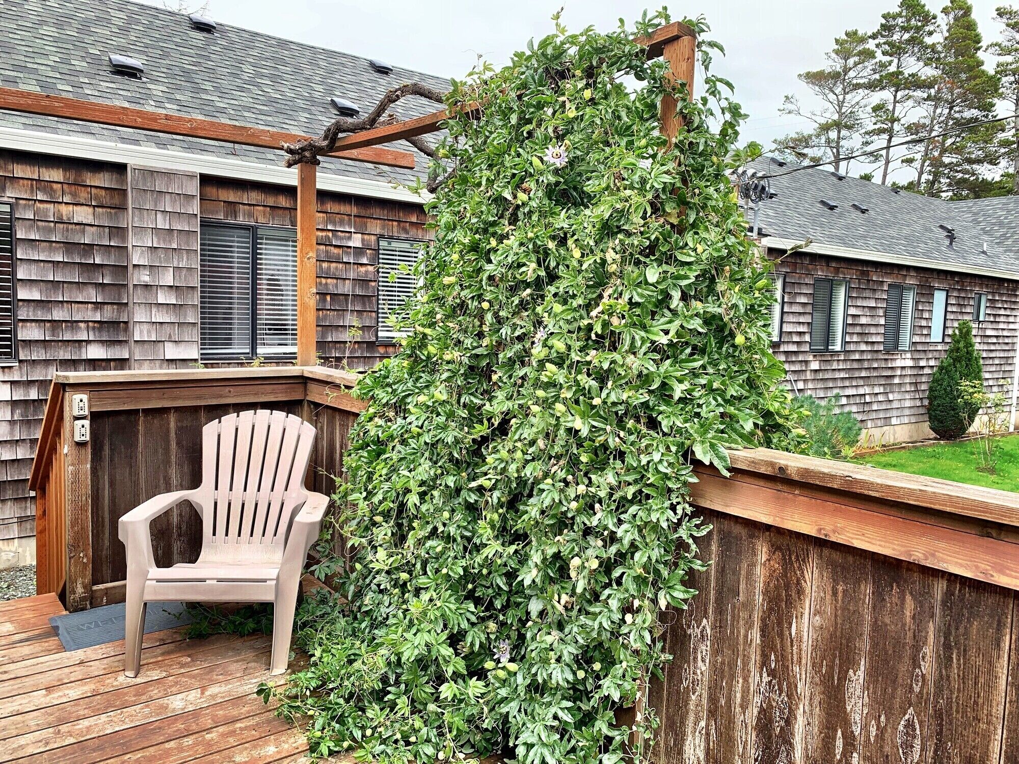A wooden deck with a white plastic chair, a wooden pergola, and a dense green climbing plant.