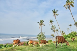 On the beach, sun loungers, beach towels