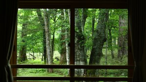 Una ventana con vista a un área boscosa.