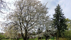 A park with green grass, trees, and a clear sky. - Ferienwohnung Singer (Schnaittach)