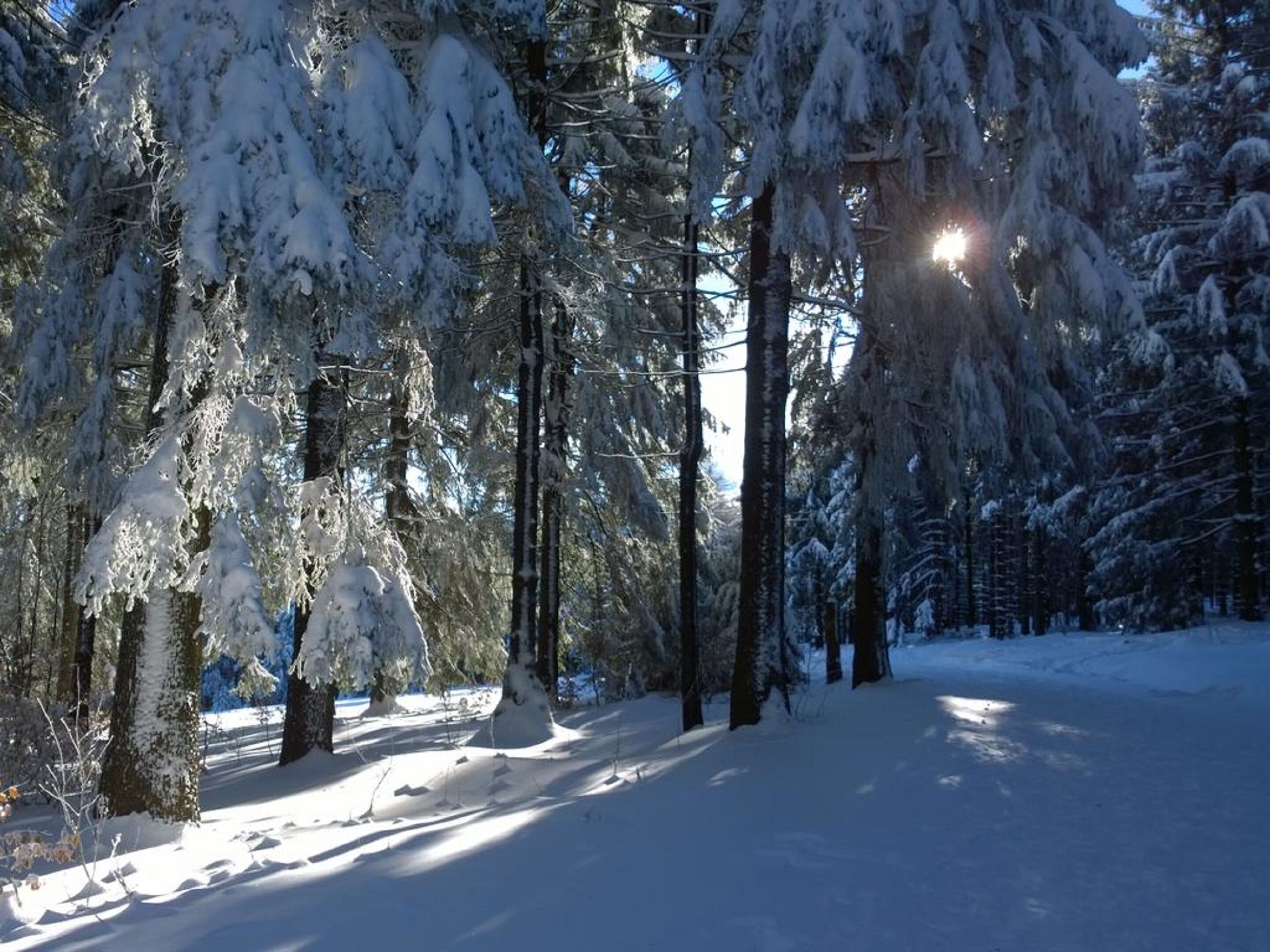 A snow-covered forest with tall trees and a clear sky.
