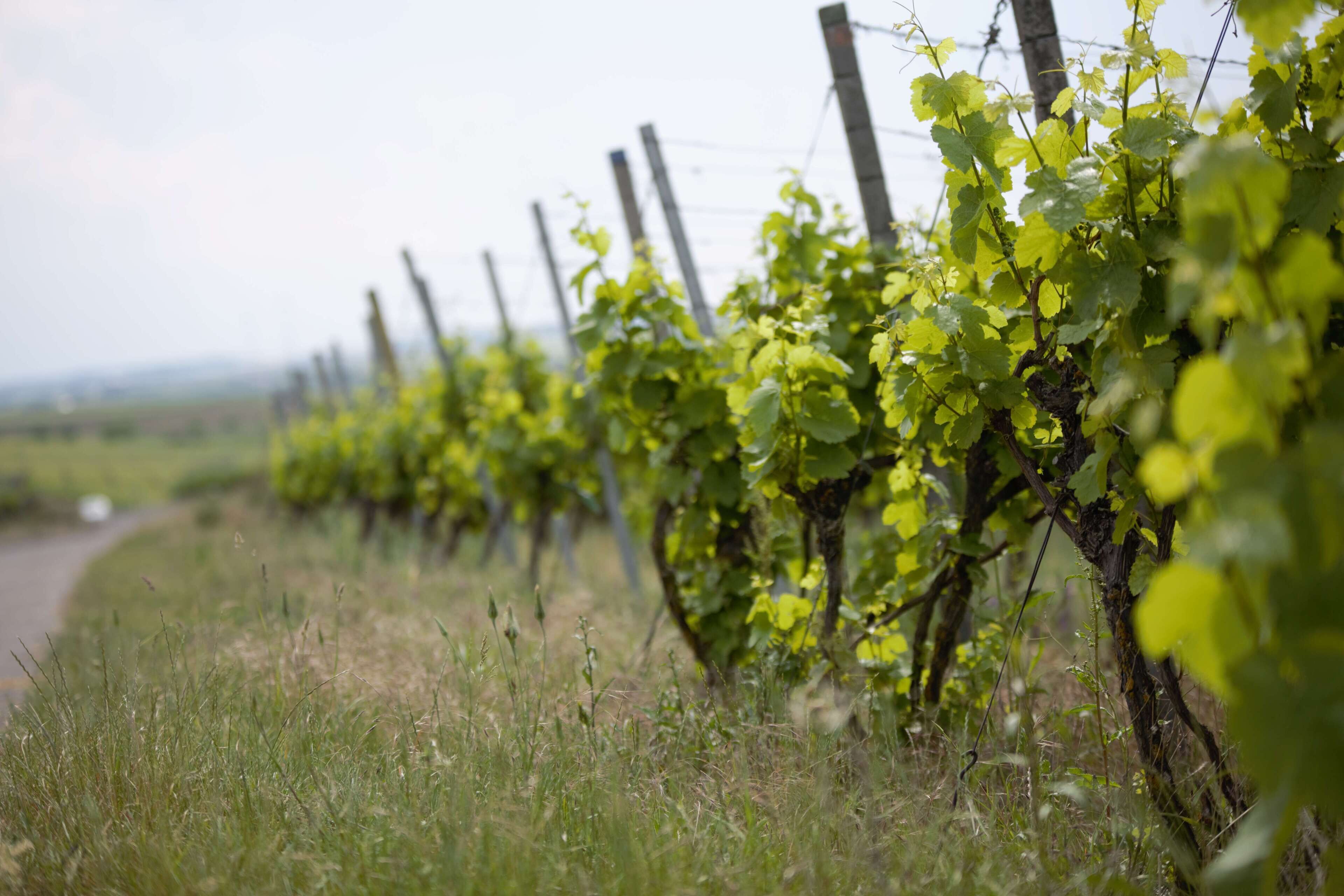 A vineyard with rows of grapevines supported by wooden stakes and wire fencing.