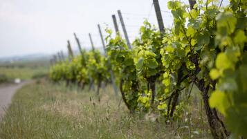 A vineyard with rows of grapevines supported by wooden stakes and wire fencing.