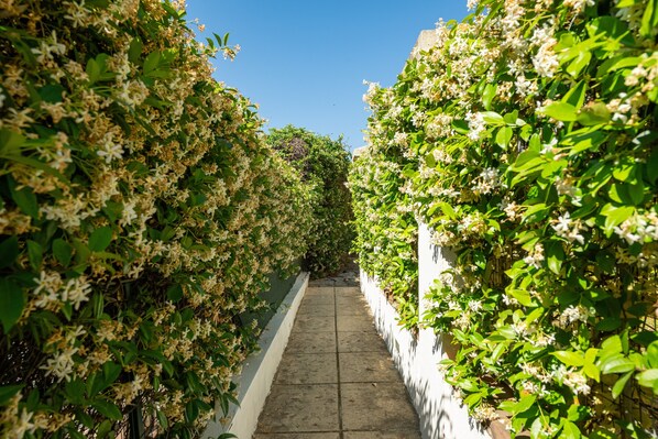 A narrow pathway flanked by lush greenery and white flowers, leading to a building.