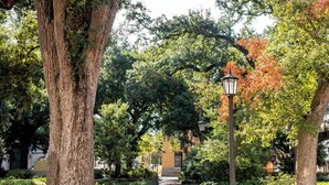 A pathway lined with trees and a lamp post, leading towards a building with a yellow facade.