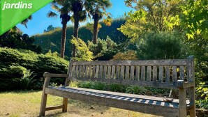 Un banc en bois dans un parc, avec une végétation luxuriante et des arbres en arrière-plan.