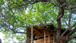 A wooden suspension bridge leading to a rustic wooden cabin with a circular window. - Peaceful family/group home with private attached treehouse (Canones)