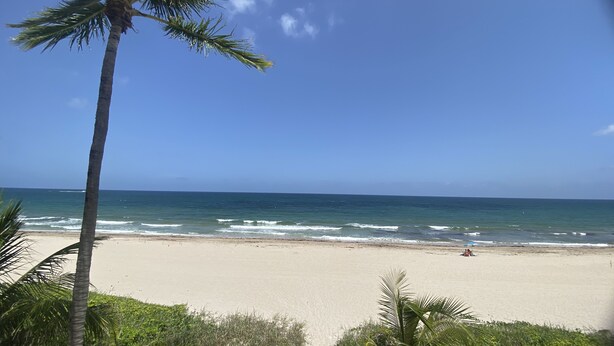 Une plage avec un ciel dégagé, une mer calme et des palmiers.