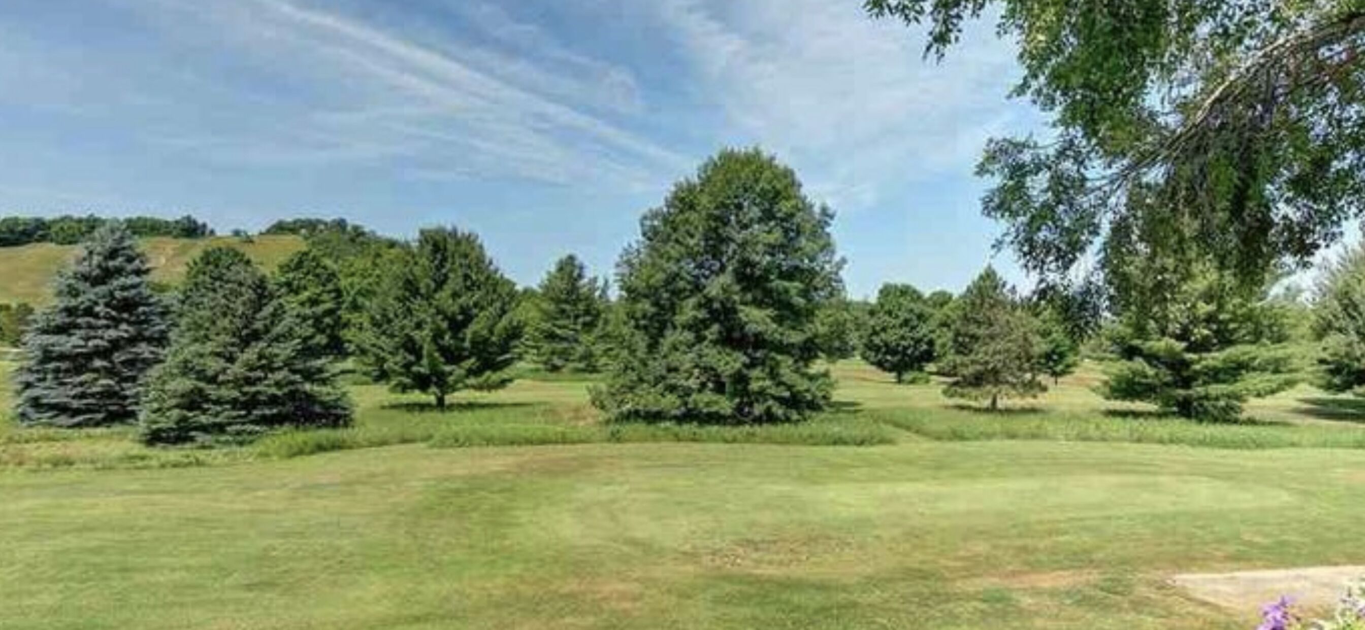 A grassy field with several trees and a clear sky.