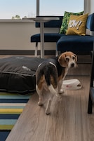 Un beagle de pie sobre un piso de madera, con una cama para mascotas y un comedero cerca.