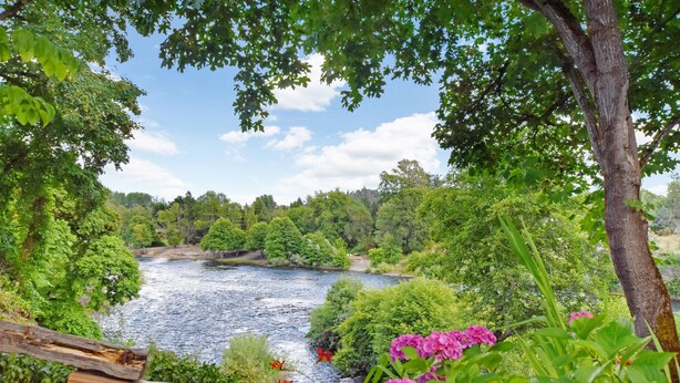 Un río rodeado de abundante vegetación y árboles.