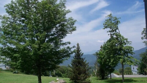 A grassy area with trees and a mountain in the background.