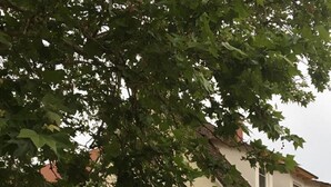 Un immeuble sur lequel on peut lire l’inscription « Frauenplatz 7 ».