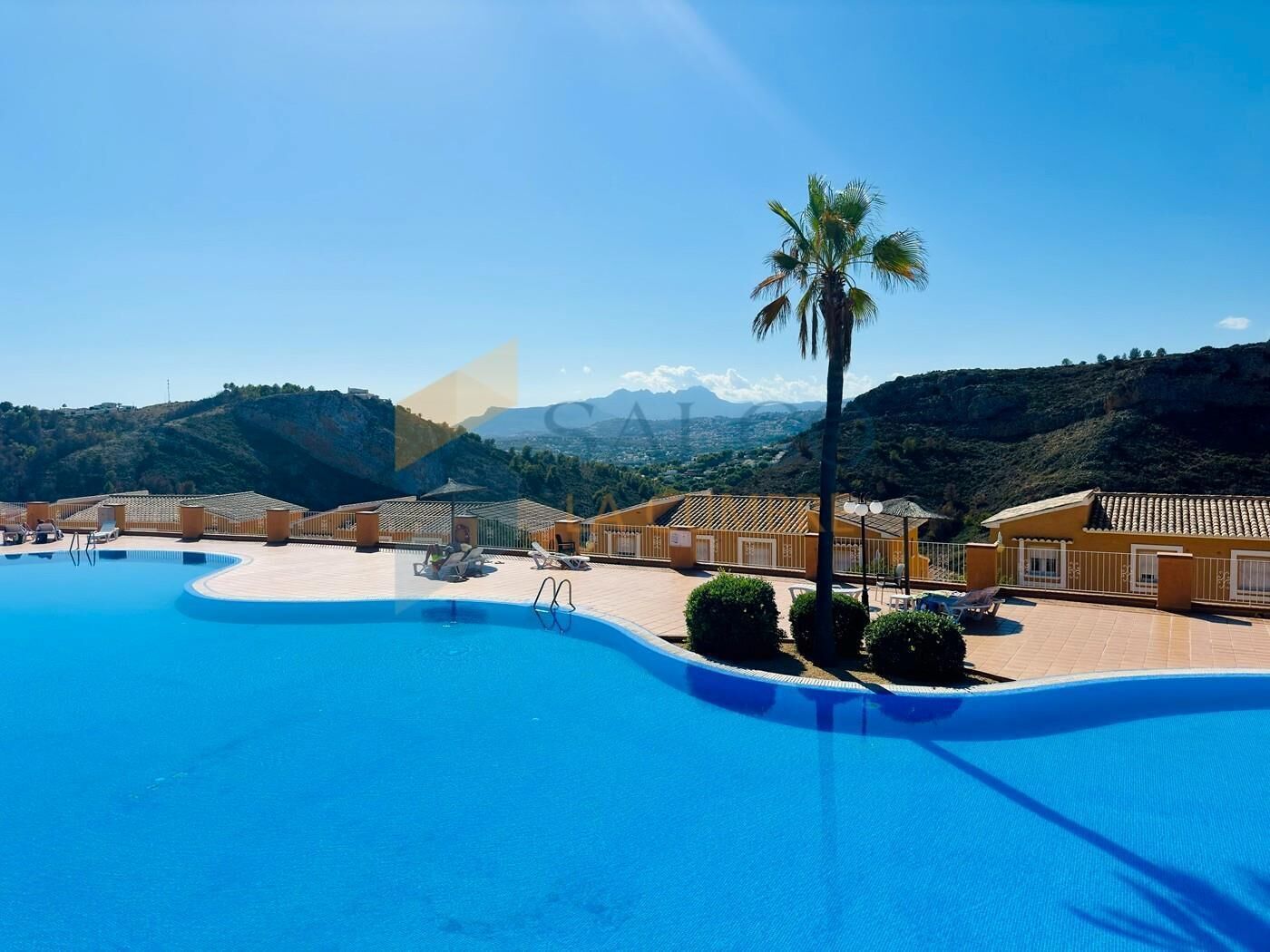 A swimming pool with a curved edge, surrounded by lounge chairs and a palm tree.