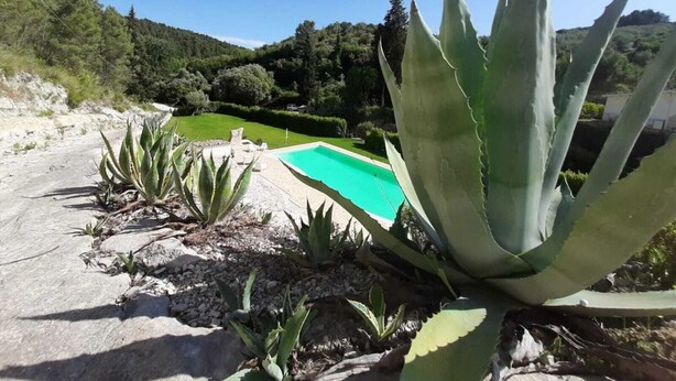 Une piscine entourée de grands plants d’agave, avec vue sur une pelouse verdoyante et des arbres en arrière-plan.