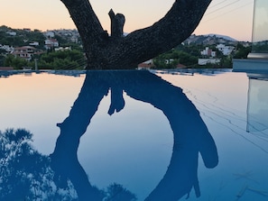 Una piscina con el reflejo de la silueta de un árbol, rodeada de una zona residencial con casas y vegetación.