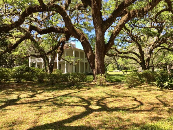 A large tree with sprawling branches in front of a white building with columns and a balcony.