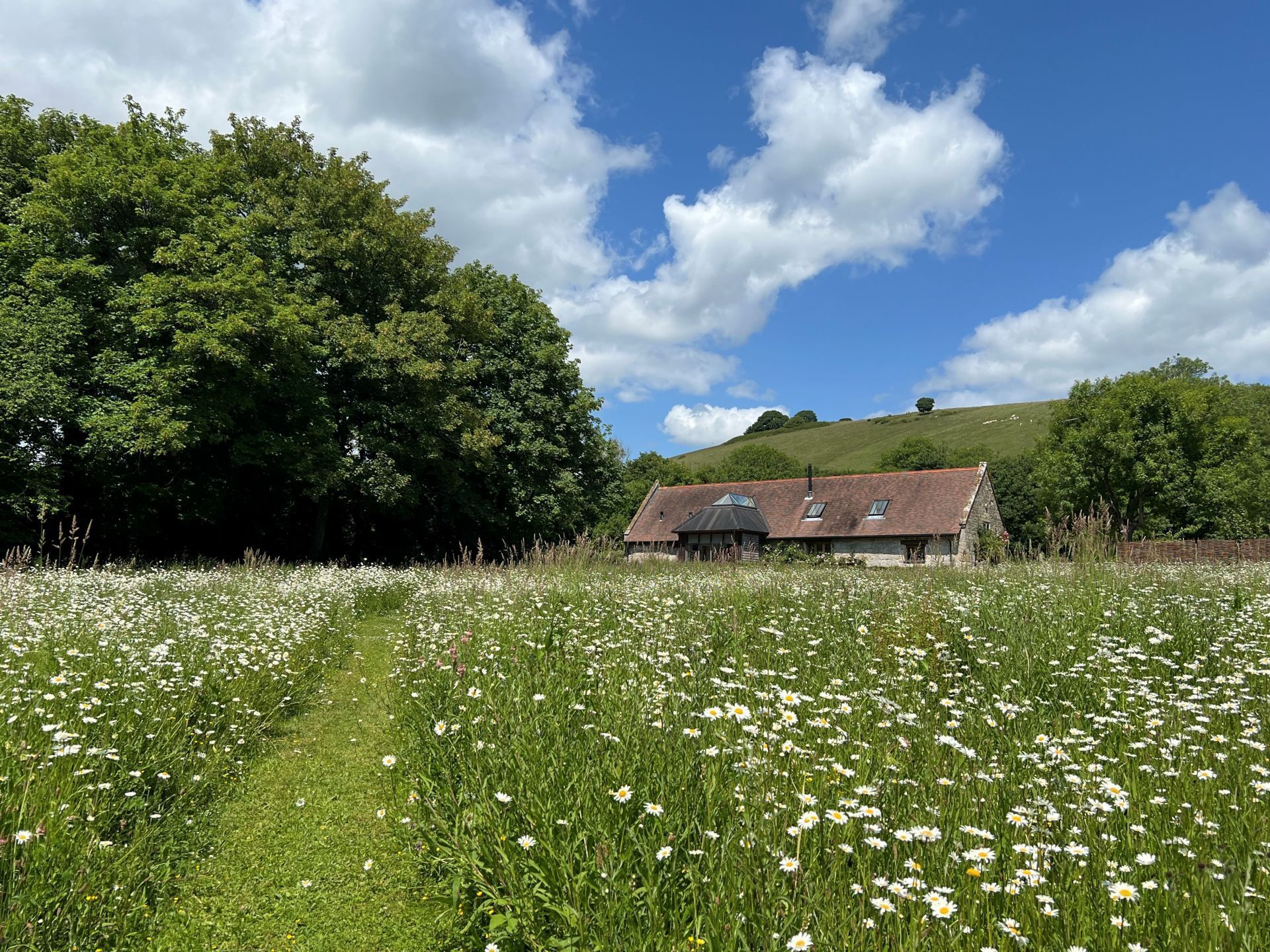 Ein Landhaus mit geneigtem Dach, umgeben von einem Feld weißer Blumen und einem großen Baum.