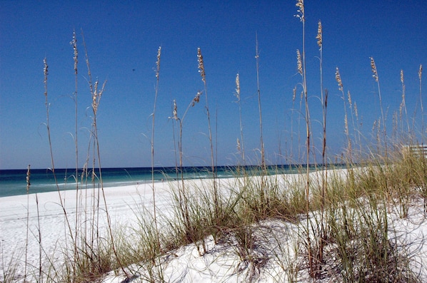 Une plage avec des dunes de sable et de hautes herbes.