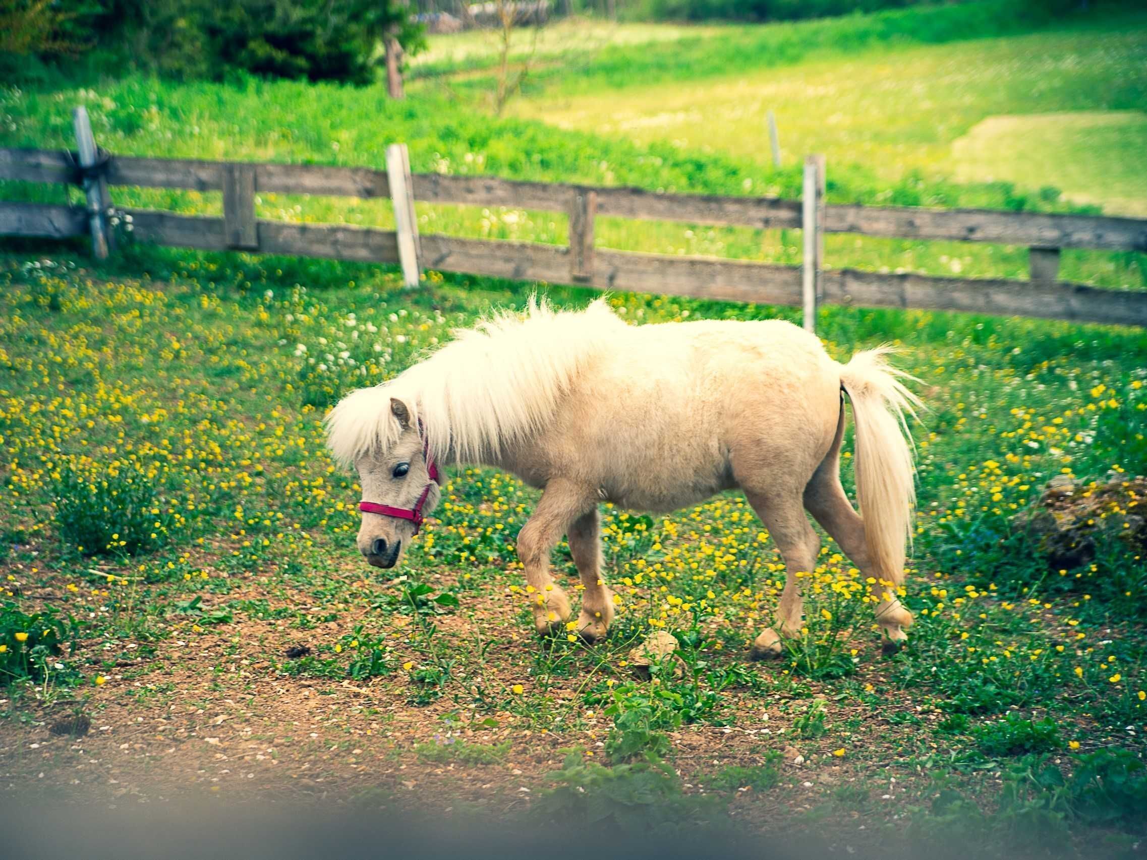 Un pequeño pony blanco con una haltería roja en un campo de pasto con una cerca de madera al fondo.