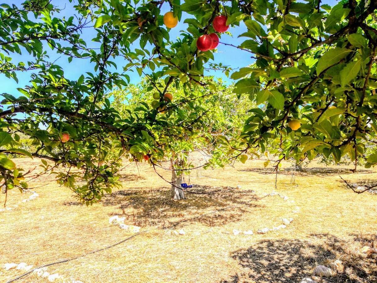 Un huerto con árboles frutales, cielo despejado y terreno seco.