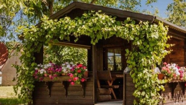 Une cabane en bois dotée d’un porche recouvert de lianes vertes, d’un banc en bois et de jardinières fleuries.