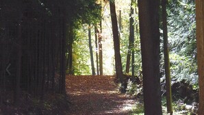 A forest path with tall trees and sunlight filtering through. - Blue Moon - Dark Skies, Spacious, Quiet, Fully Furnished Campsite (Wellsville)
