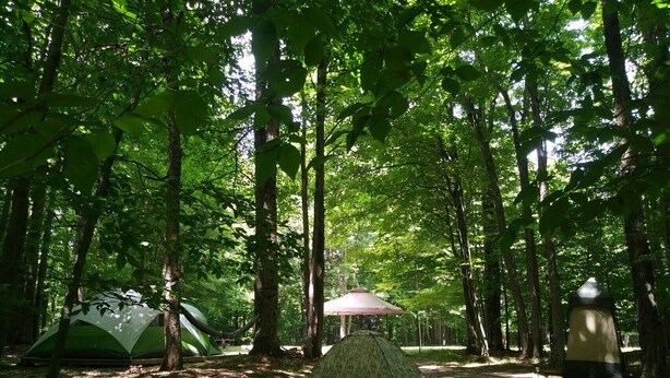 A forest with three tents and a gazebo. - Blue Moon - Dark Skies, Spacious, Quiet, Fully Furnished Campsite (Wellsville)