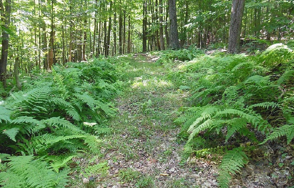 Metsäinen alue, jossa on runsaasti saniaisia ja puita.