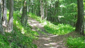 A forest path surrounded by trees and greenery. - Blue Moon - Dark Skies, Spacious, Quiet, Fully Furnished Campsite (Wellsville)