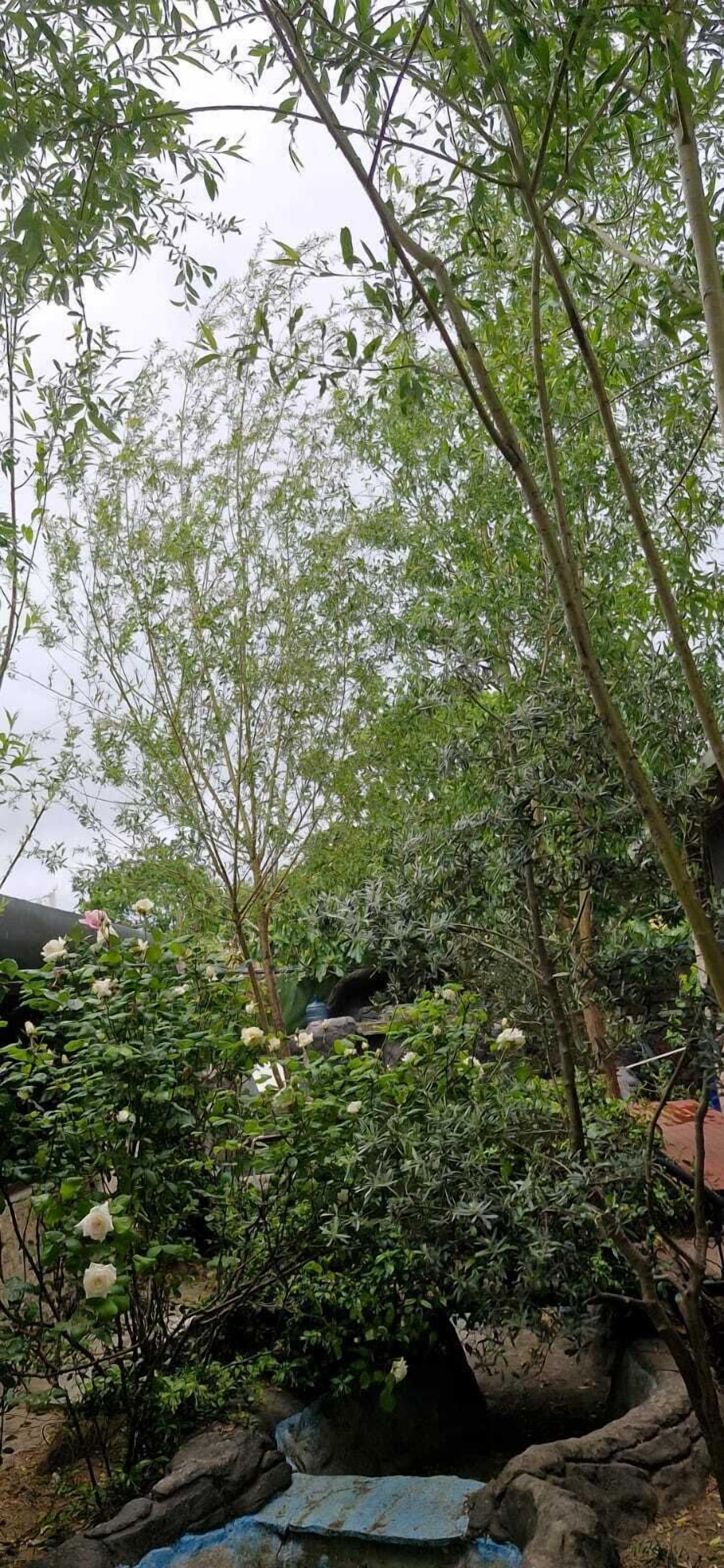 Een tuin met diverse planten en bomen, een rotsformatie en een blauwe zeil op de grond.